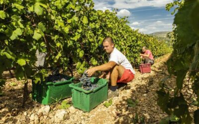 Dalmatian Delights: Food & Wine Tour from Split or Trogir - Šibenik on foot: UNESCO St. Jacob’s Cathedral and self-guided time