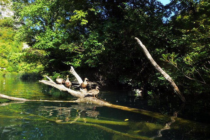 Kayaking and Snorkeling in Omiš - Key Highlights You’ll Notice Fast