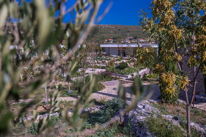 Olive museum Klis with educational olive oil tasting - Regional gastro delicacies and the Concept store moment