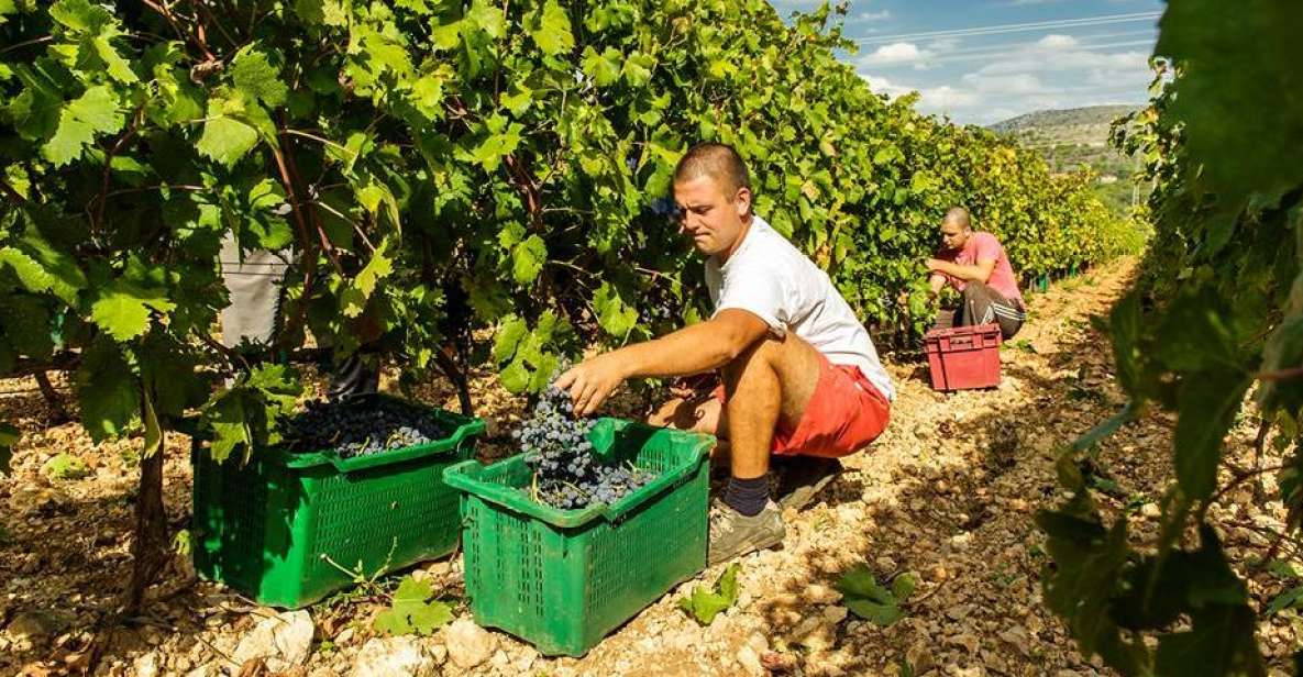 Split or Trogir: Krka Waterfalls & Wine and Food tasting - The Krka River stops: what you’ll actually look for during your walk