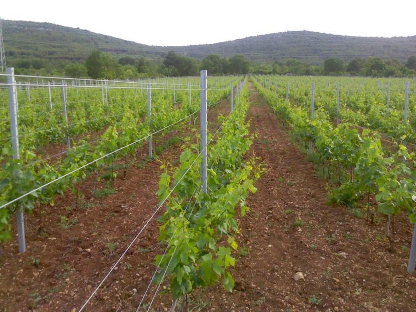 Split or Trogir: Krka Waterfalls & Wine and Food tasting - Šibenik: the historic town break between nature and wine