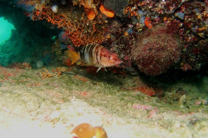 Try Scuba Diving in Split - Put Trstenika 8 and the 9:00 am start: logistics that matter