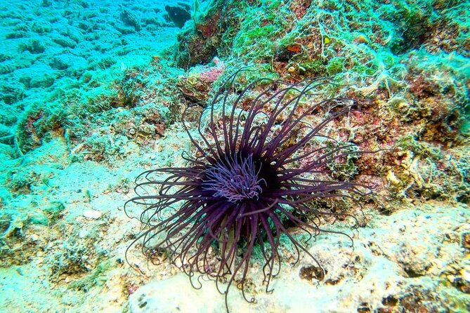 Try Scuba Diving in Split - Price and what you’re truly paying for (about $156.18)